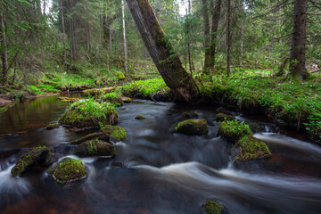 Canvas Print - A small forest stream with sandstone outcrops, ligatne