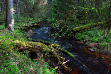 Wall Mural - A small forest river flowing through a spruce forest