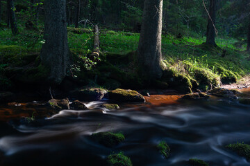 Wall Mural - A small forest river flowing through a spruce forest