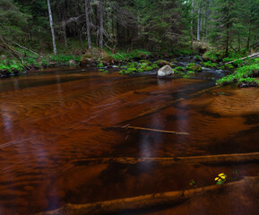 Wall Mural - A small forest stream with sandstone outcrops