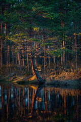 Wall Mural - early morning on a swamp lake