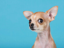 Funny Chihuahua Dog Portrait On A Blue Background