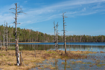 Wall Mural - early morning on a swamp lake