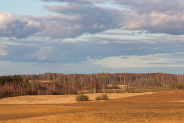 Wall Mural - Cultivated crop fields in the spring