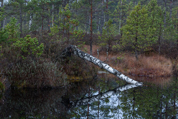 Canvas Print - autumn landscapes of swamp lakes