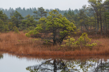 Canvas Print - autumn landscapes of swamp lakes