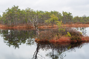 Canvas Print - autumn landscapes of swamp lakes