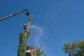 Urban forestry and the skilled and dangerous process of tree removal.