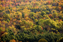 Peak Fall Foliage Color A Hillside In Taftsville, Vermont.