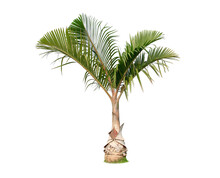 Green Palm Tree Isolated On Transparent Background With Clipping Path, Single Palm Tree With Clipping Path And Alpha Channel. Are Forest And Foliage In Summer For Both Printing And Web Pages.