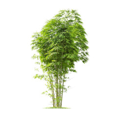 Wall Mural - green bamboo tree isolated on transparent background with clipping path, single bamboo tree with cli