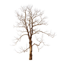 Wall Mural - green dead tree isolated on transparent background with clipping path, single dead tree with clippin