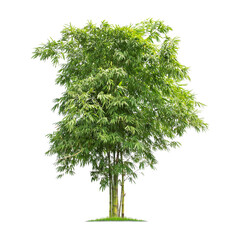 Wall Mural - green bamboo tree isolated on transparent background with clipping path, single bamboo tree with cli