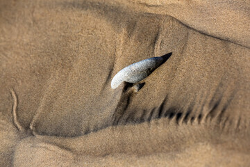 Wall Mural - Creative beach sand with small stones