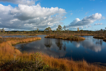 Canvas Print - Summer Landscapes of Swamp Lakes with Clouds