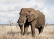African bush elephant (Loxodonta africana), Kruger National Park, South Africa