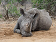Southern White Rhino (Ceratotherium simum simum), Kruger National Park, South Africa