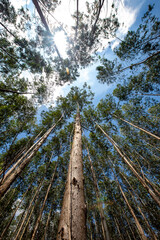 Forest of Eucalyptus seen from the bottom up in countryside of Sao Paulo state, Brazil