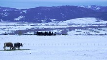Texas Longhorn Cattle Grazing Hay In Snowy Pasture