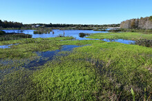 Constructed Wetlands Of Green Cay Nature Center In Boynton Beach, Florida On Cloudless Sunny Morning.