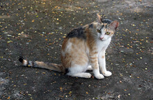 Calico Cat Consists Of 3 Main Shades, Orange, Black And White, But All Three Shades Have Different Intensity And Lightness. This Makes The World No Two Tricolored Cats With The Same Pattern.