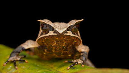 Wall Mural - Nature wildlife image of The Bornean Horn Frog (Megophrys Nasuta)