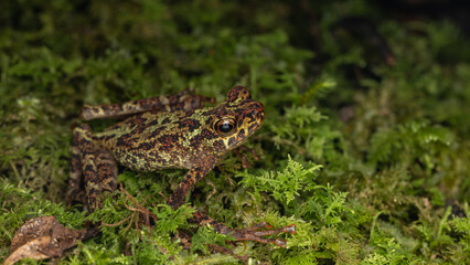 Wall Mural - Beautiful wildlife Sabah earless toad also know as the spotted Asian tree toad