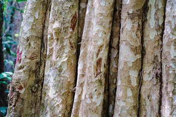 Wall Mural - Bu Gia Map national park in Binh Phuoc province, Vietnam, one of the favorite adventure forest trekking sites