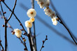 白梅　白い梅の花