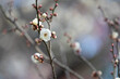 早春の白い梅の花