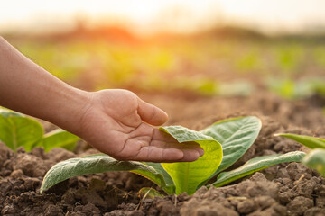 Farmer working in the tobacco field. Man is examining, planning or analyze on tobacco plant after planting. Agriculture Concept