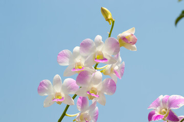 Wall Mural - purple and white orchid, beautiful of flower with blue sky in the morning, , colorful flowers