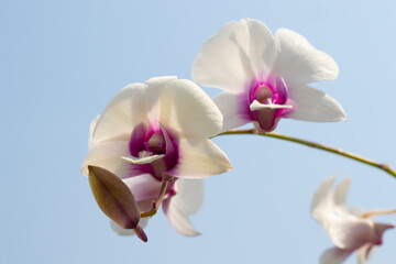 Wall Mural - purple and white orchid, beautiful of flower with blue sky in the morning , colorful flowers 