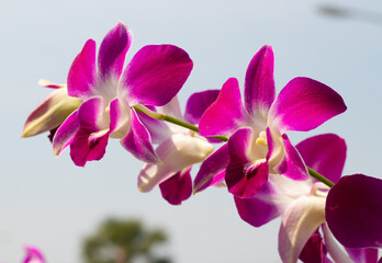 Wall Mural - Close-up of vibrant purple and white Dendrobium orchids blooming under natural sunlight, with a soft blue sky background. The delicate petals and tropical beauty make this flower perfect