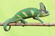 chameleon veiled	
