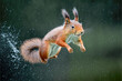 sciurus vulgaris jumping, squirrel - Generative AI