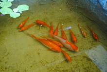 Stock Photo Of Fish And Some Aquarium Equipment