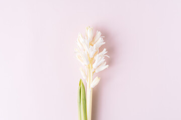 Wall Mural - Blooming hyacinth on a pink background.