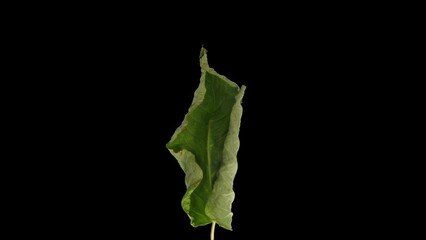 Wall Mural - Time lapse of drying Shrub branch leaves with ALPHA transparency channel isolated on black background
