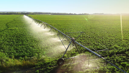 Aerial view pivot at work in potato field, watering crop for more growth. Center pivot system irrigation. Watering crop in field at farm. Modern irrigation system for land and vegetables growing on it