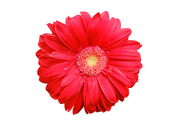 Red gerbera flower, copy space for text. Gerbera is a genus of plants in the Asteraceae daisy family, isolated on a white background