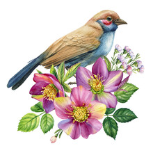 Spring Bird And Hellebore Flower, Watercolor Illustration Floral On Isolated White Background. 