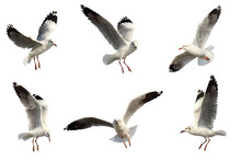 Set Of Seagulls Flying Isolated On Transparent Background Png File