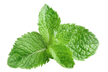 Fresh mint leaves cut out