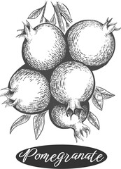 Wall Mural - Pomegranate vintage drawing