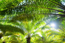 Palm Tree In The Palm Garden With Beautiful Palm Leaves Nature And Sunlight Morning Sun, Palm Oil Plantation Growing Up Farming For Agriculture, Asia
