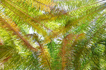 Wall Mural - Palm leaves from palm tree in the palm garden with beautiful nature and sunlight morning sun, palm oil plantation growing up farming for agriculture - bottom view