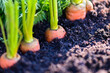 carrots growing in the soil organic farm carrot on ground , fresh carrots growing in carrot field vegetable grows in the garden harvest agricultural product nature