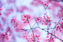 Wild Himalayan Cherry Blossom Beautiful Pink Cherry Blossoming Flower Branches On Nature Outdoors. Pink Sakura Flowers Of Thailand, Dreamy Romantic Image Spring, Landscape