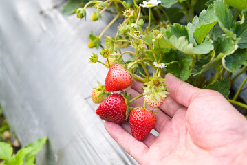 Wall Mural - strawberry plant farm, fresh ripe strawberry field for harvest strawberries picking on hand in the garden fruit collected strawberry in summer